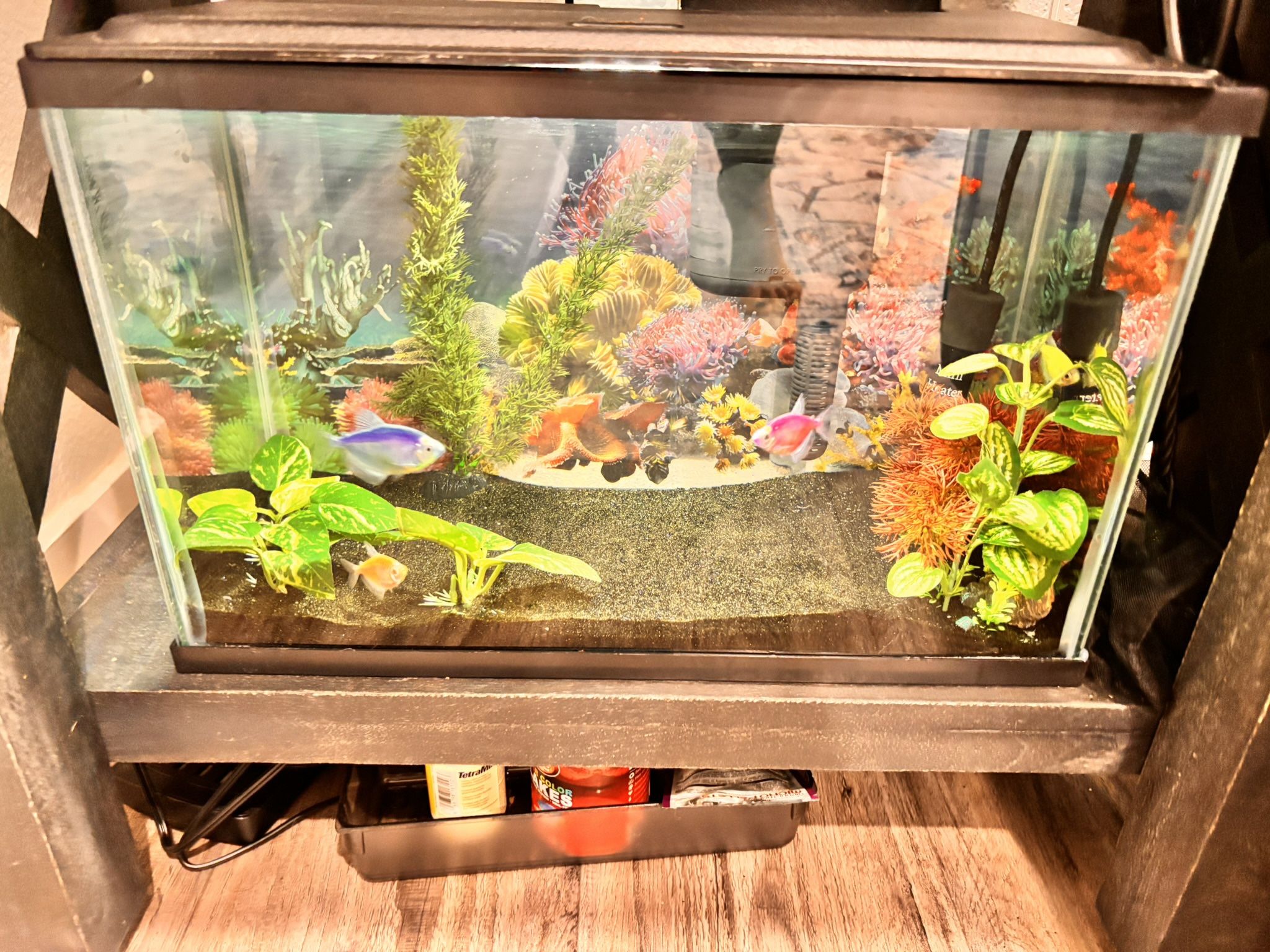 Established 10 Gallon Freshwater Aquarium 