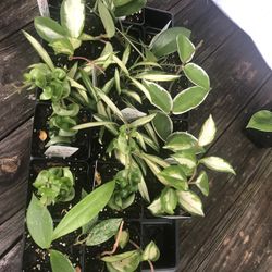 Assorted Hoya $5per Pot 