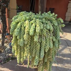 HANGING DONKEY TAIL SUCULENT PLANT