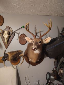 Whitetail Deer Shoulder Mount Taxidermy