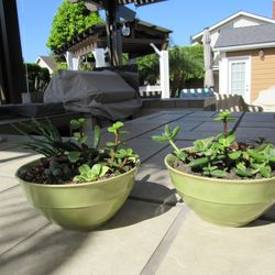 Pair Of Green Garden Pots With Succulents