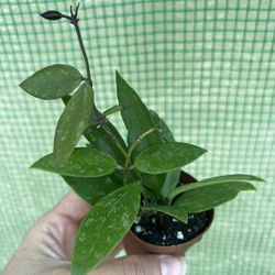 Starter House plants Hoyas, Peperomias, Tradescantia, Philodendrons 