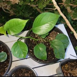 Rare Jade Philodendron  Houseplant Ariod