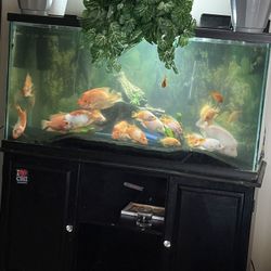 Aquarium 90 Gallon