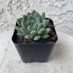2 Inch Pot Succulent Plant - Hybrid Sedeveria - Blue Elf - Rooted & Established - Drought Resistant 🪴 Perfect Baby Bridal Shower Favors 