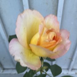 Gold Medal Rose Bush Plant, In 5 Gallóns Pot Pick Up Only
