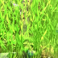 Corkscrew Vallisneria