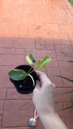 Florida Ghost plant verigated