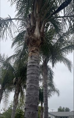 Palm Tree