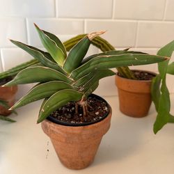 5 healthy plants in terra cotta pots