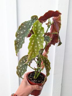 Begonia Maculata Polka Dot Plant 4" Pot - Indoor House Plants