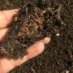 Red Wiggler Composting Worms For Sale