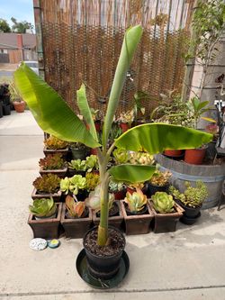Banana plant