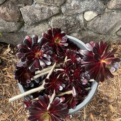 Free Succulent Cuttings - Aeoniums -Plants