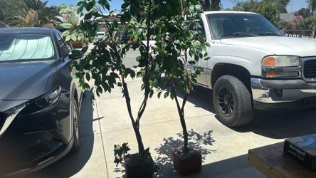 Fake house plants