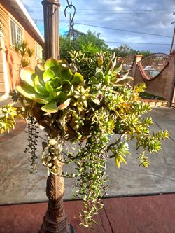 Hanging Suculent Plants Mix