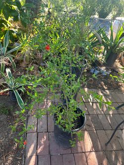 Pomegranate trees