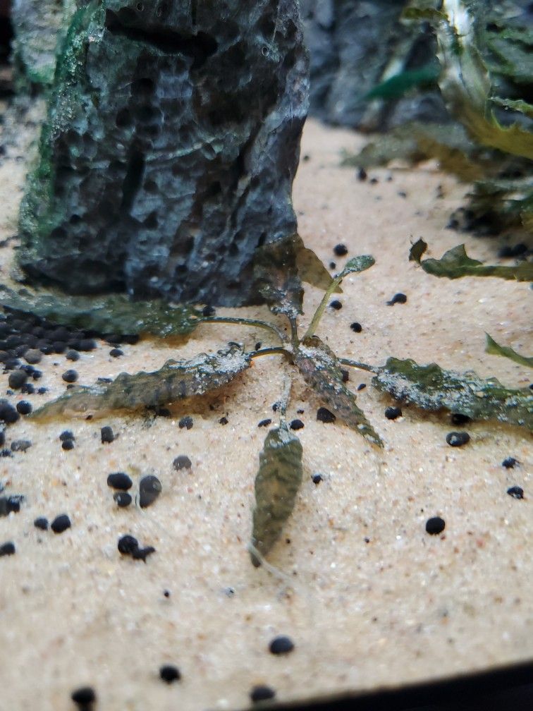 Cryptocoryne wendtii (Aquarium Plant)