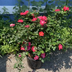 Outdoor rose