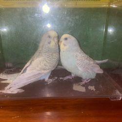 Bird cage