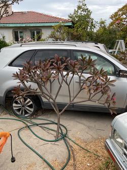 HILO plumeria very large cutting. Instant tree. Apparently 5.5 ft tall & 6.5 feet wide. Many branched and a great symmetrical plant