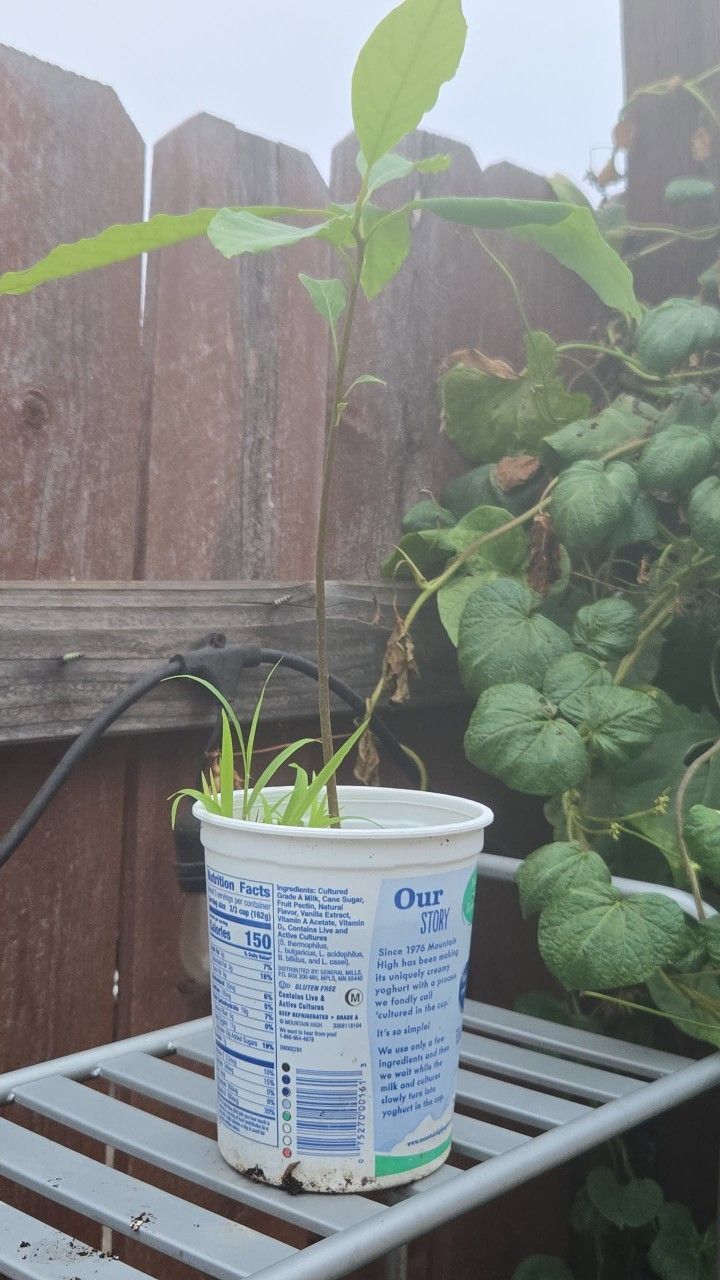 Avocado Seedling