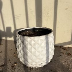 White Flower Pot