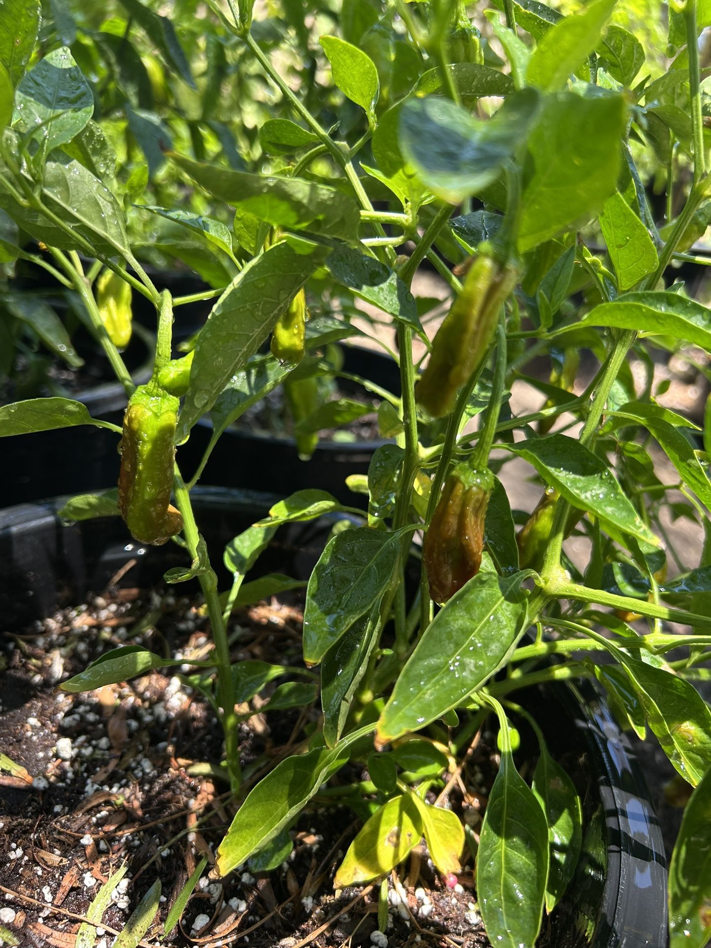 Chilaca Chili Plant / Planta De Chile