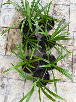 Small PANDAN Plants - Nhỏ Lá Dứa Cây - Wholesale