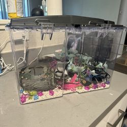 Betta Fish Tank With All New Accessories