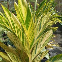 Variegated Shell Ginger 7gl $25💛
