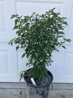 Chiltepin Peppers Fruiting Plant, In 5 Gallóns Pot Pick Up Only