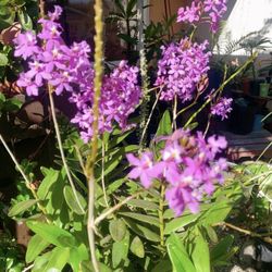 Orchid Plant 