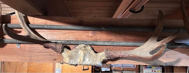 5 Point Antlers With Skull Plate 27” Rustic Cabin Wall Decor
