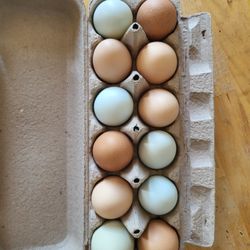 🥚 Fresh Organic Eggs for Sale! 🥚