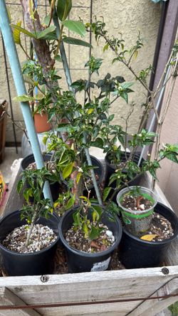 Pequin chile plants 10.00  each or 2 for 15.00 2 ft tall each