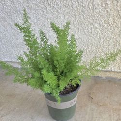 🌿Foxtail Fern 🦊🌿