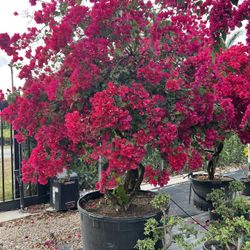 Multi Trunk 100 Gallon Bougainvella 
