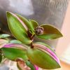 Philodendron Princess