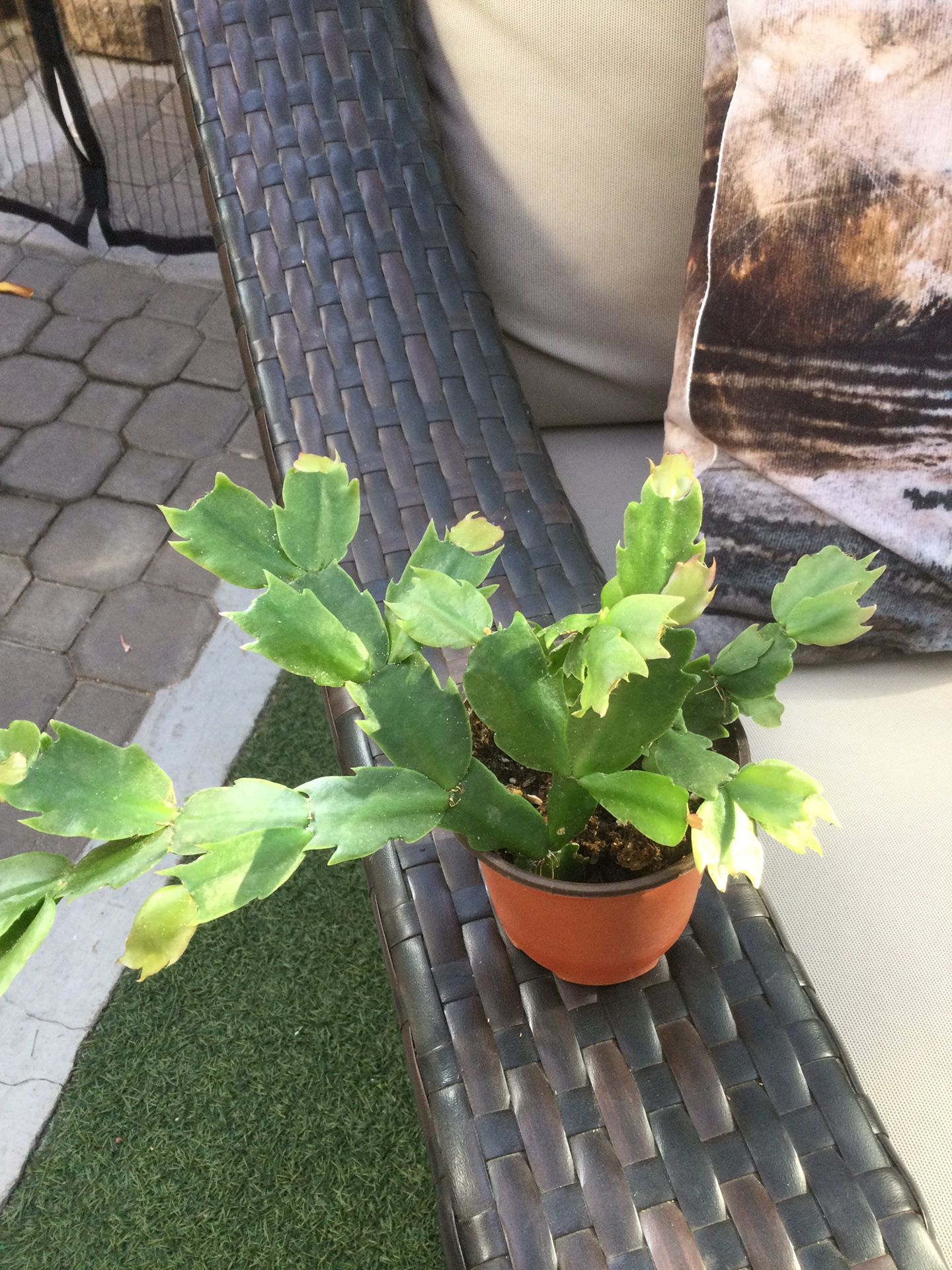 MÉDIUM CHRISTMAS CACTUS 🌵 PLANT 3” POT, NEW