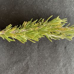 Fresh Rosemary 