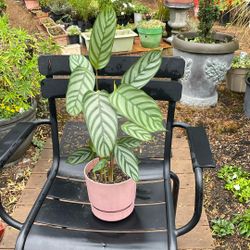 Prayer plant