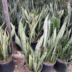Snake plant