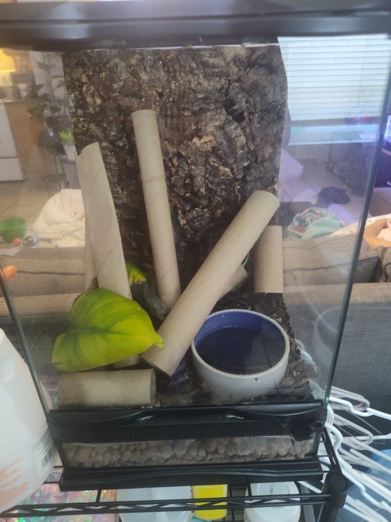 Mourning Geckos Tank Terrarium 