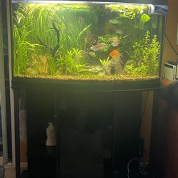 48 Gallon Marineland Bowfront Aquarium w/ Stand - Complete Planted Setup (Moving 