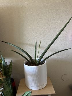 Snake plant Blooming 🌹 🌺 💐
