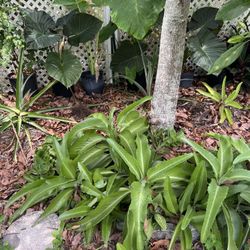 KALANHOE PLANTS FOR SALE $4 EACH ( $5with pot)