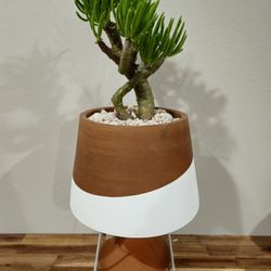 Rare Hybrid Jade Plant In Designer Pot