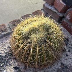 Golden Barrel Cactus