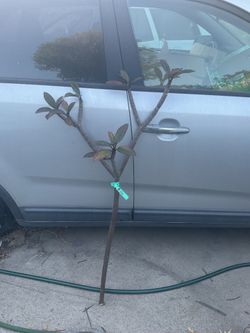 Plumeria Dark Red Hilo cutting 4 foot tall multiple branches. Instant tree